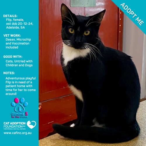 Flip Just $120 Fully Vetted!