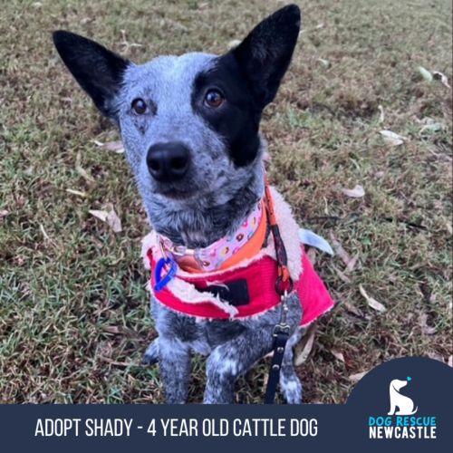 Shady - 4 Year Old Cattle Dog
