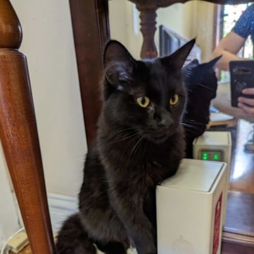 No photo for Marmalade And Shadow Fax