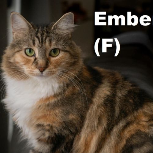 Ember