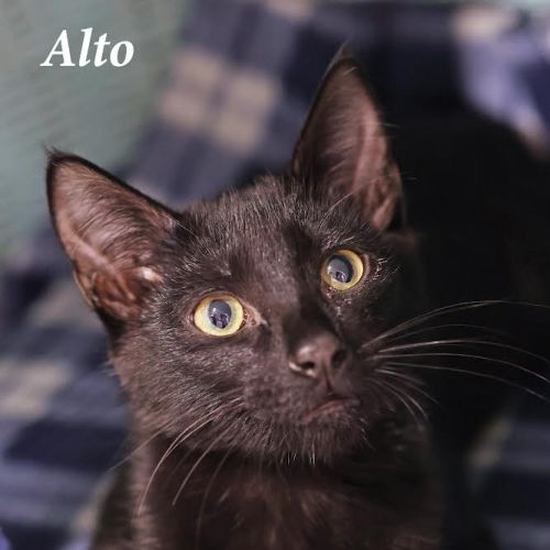 Alto