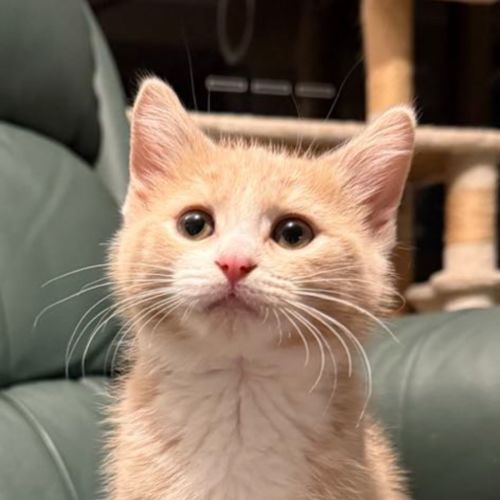 Henry the octopus meet me@petstock carrum downs