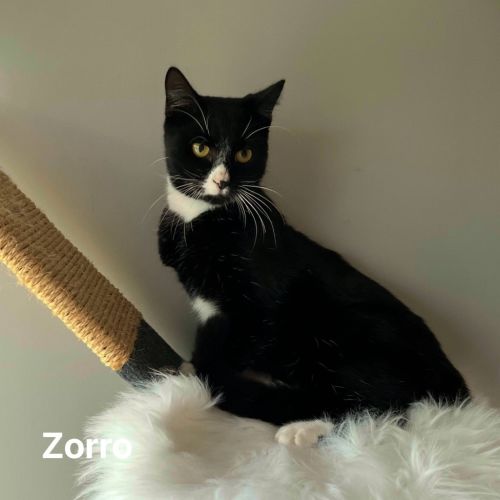 Zorro