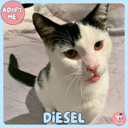 Diesel
