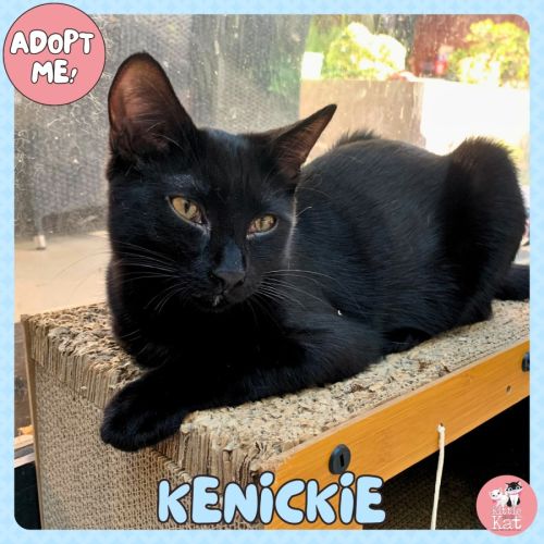 No photo for Kenickie (Nickie)