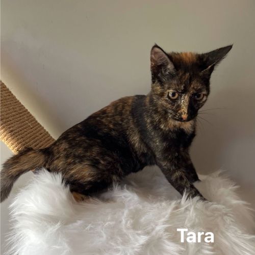 Tara