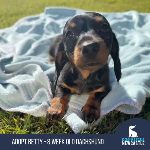 Betty - 8 Week Old Dachshund