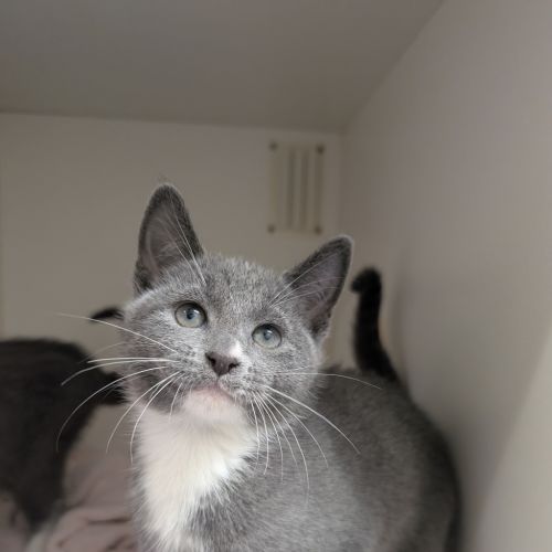 Mindi