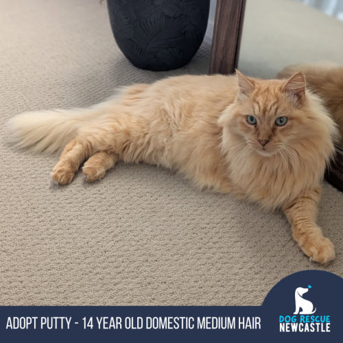 Putty - 14 Year Old Domestic Medium Hair