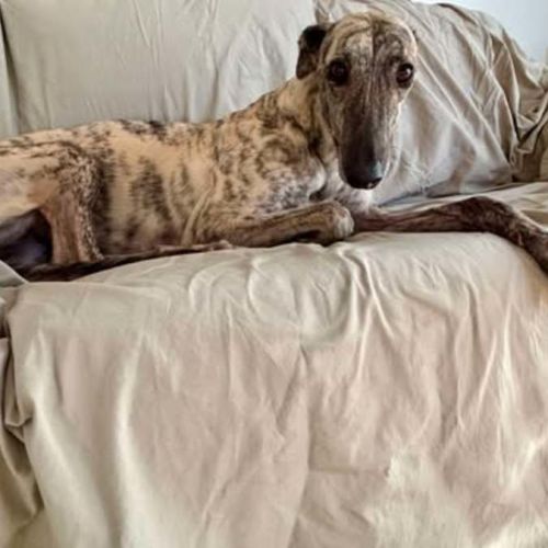 DeeDee, the greyhound