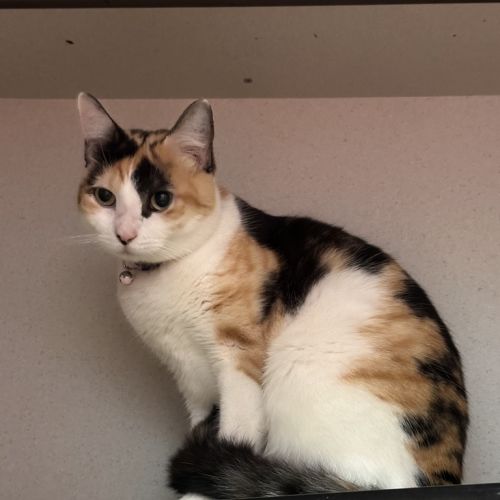 Tabitha