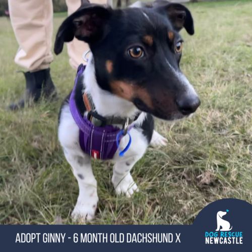 Ginny - 6 Month Old Dachshund X Border Collie