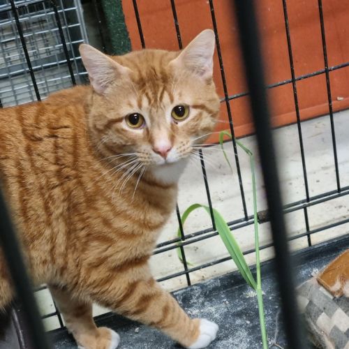 No photo for Mr Marmalade