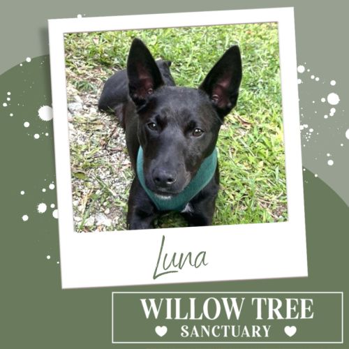 Luna