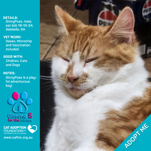 GinnyPuss Just $100 Limited Time!