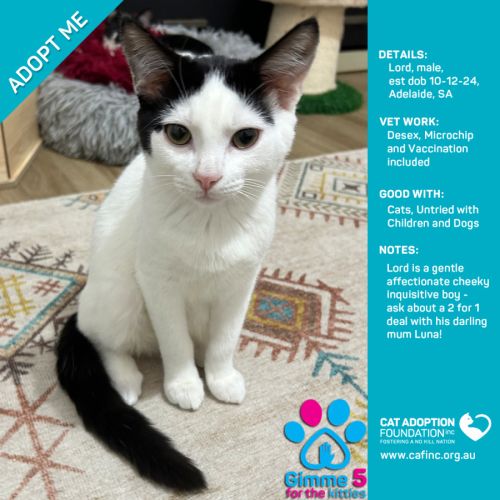 Lord Just $100 Limited Time!