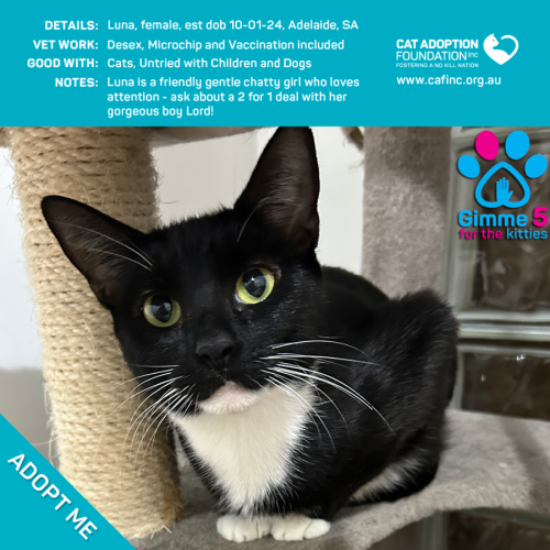 Luna Only $50 Limited Time!