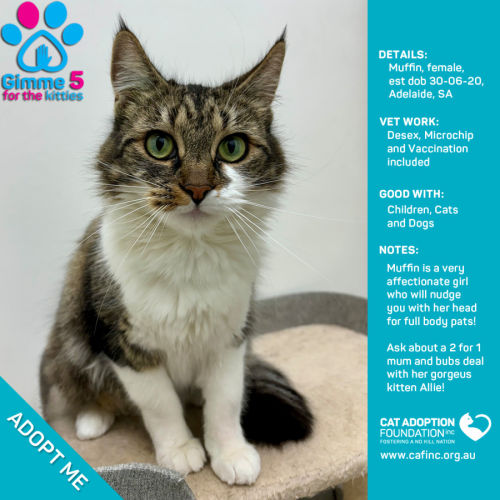 Muffin Only $50 Limited Time!