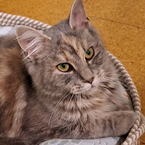 Angela 
