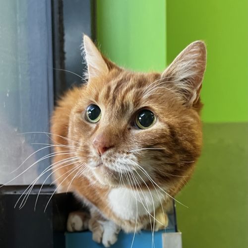 Sheeran