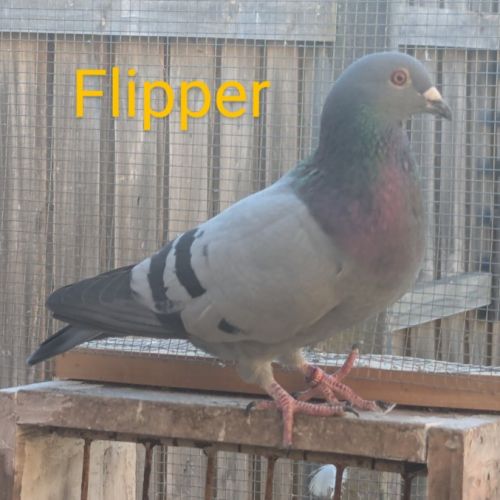 No photo for Flipper