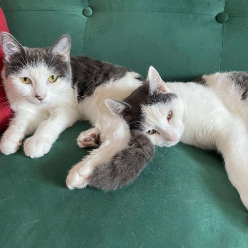 No photo for Fifi & Lupin 