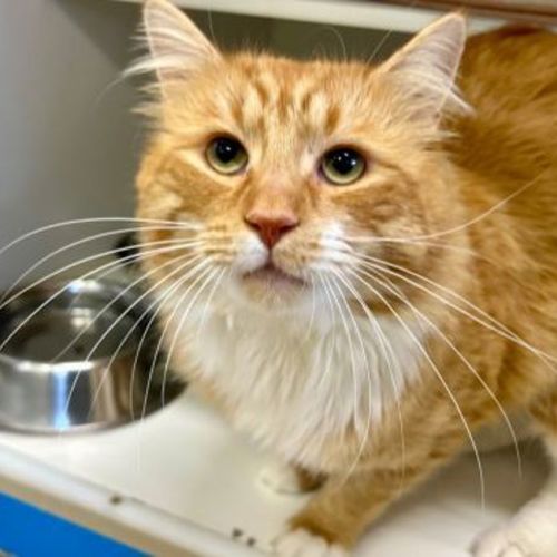 Garfield