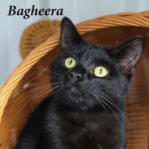 Bagheera