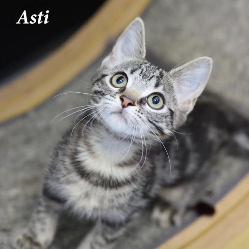 Asti
