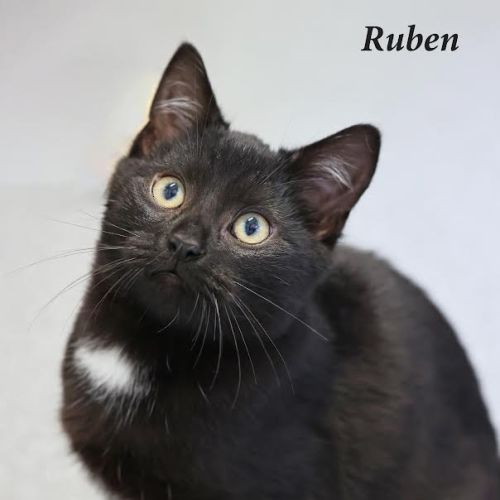 Ruben