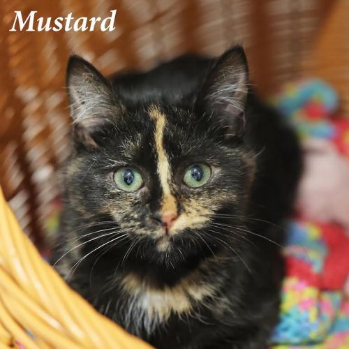 No photo for Mustard