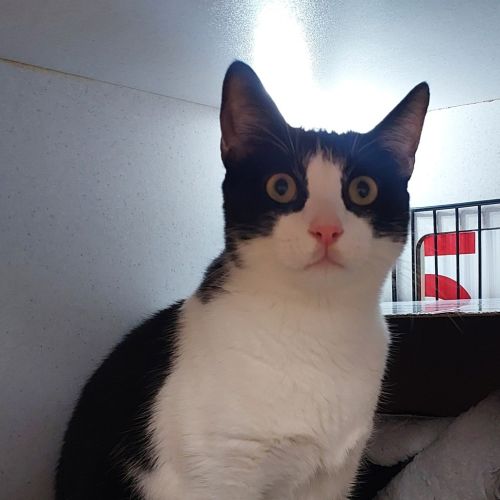 Felix