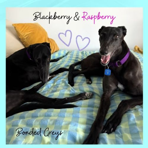 Blackberry & Raspberry