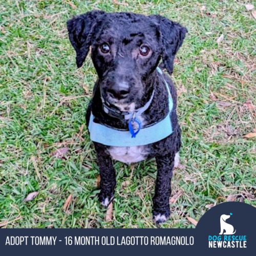 Tommy - 16 Month Old Lagotto Romagnolo