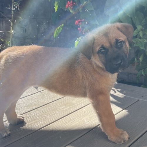 Mochi