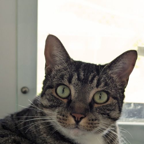 Cleo