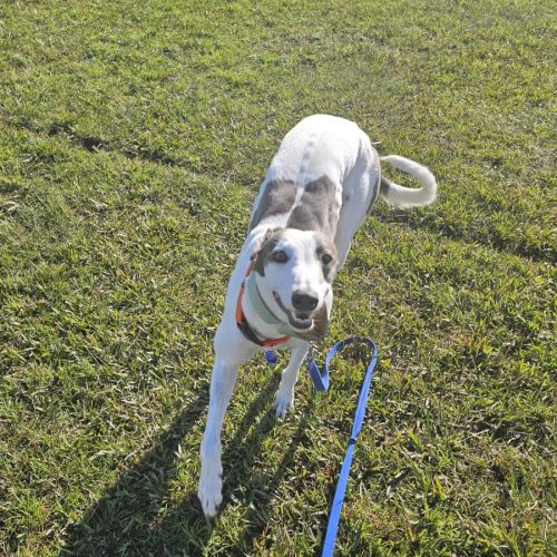 Gracie - 3 Year Old Greyhound