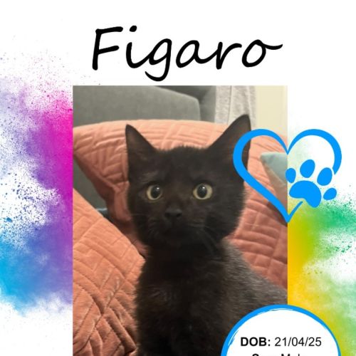 Figaro