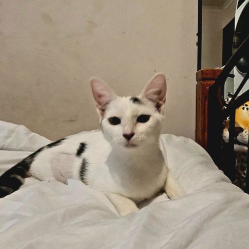 Isa * 9 Lives Project Rescue*