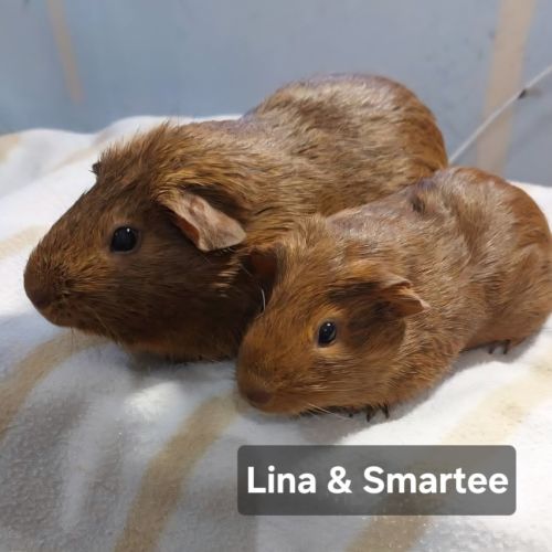 Lina & Smartee