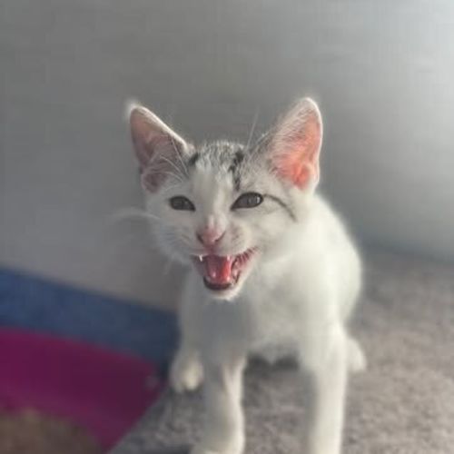 Milo