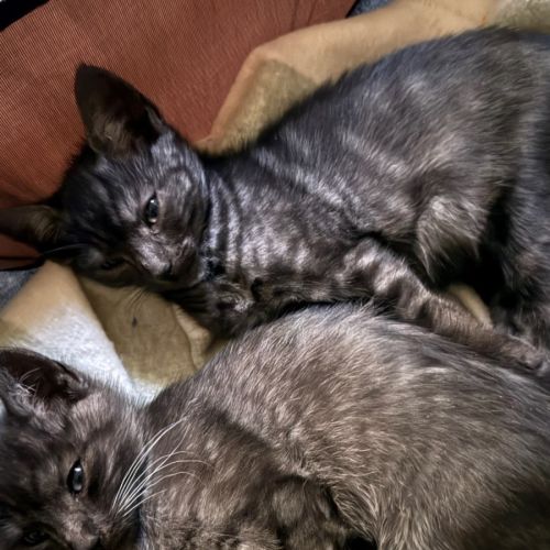 Kenickie (with Danny)