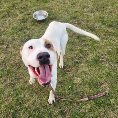 No photo for Bull (66183)