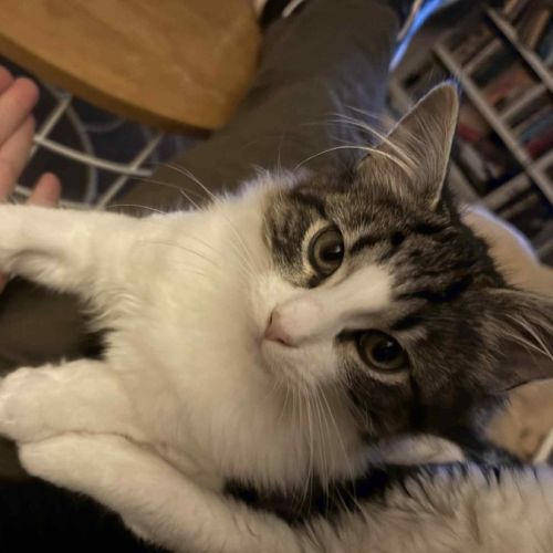 Chief meet me@dandenong Petstock store 