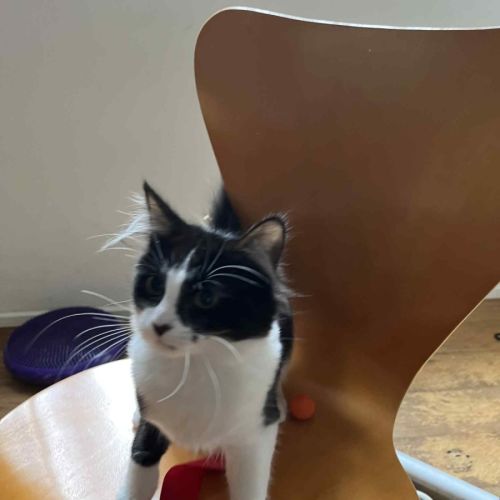 Badger meet me@Petstock Dandenong store 