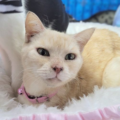 No photo for Nala 🐆