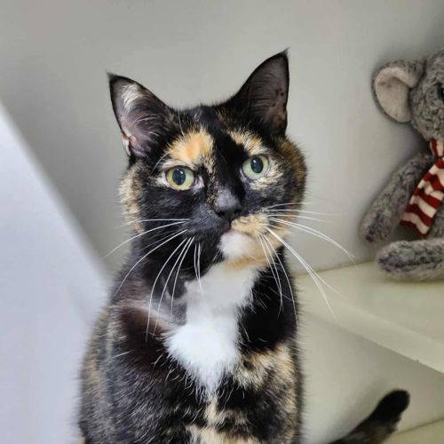 🧩 Mouche 6277 🧩