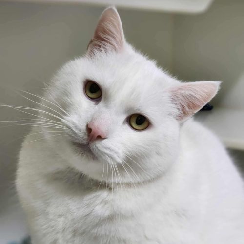 🎳 Benji 6112 🎳