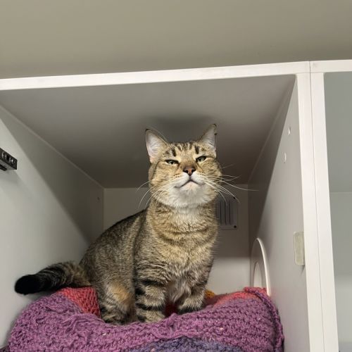 Oscar Meowy