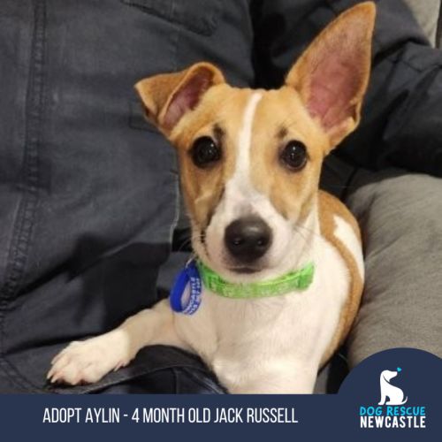 Aylin - 4 Month Old Jack Russell